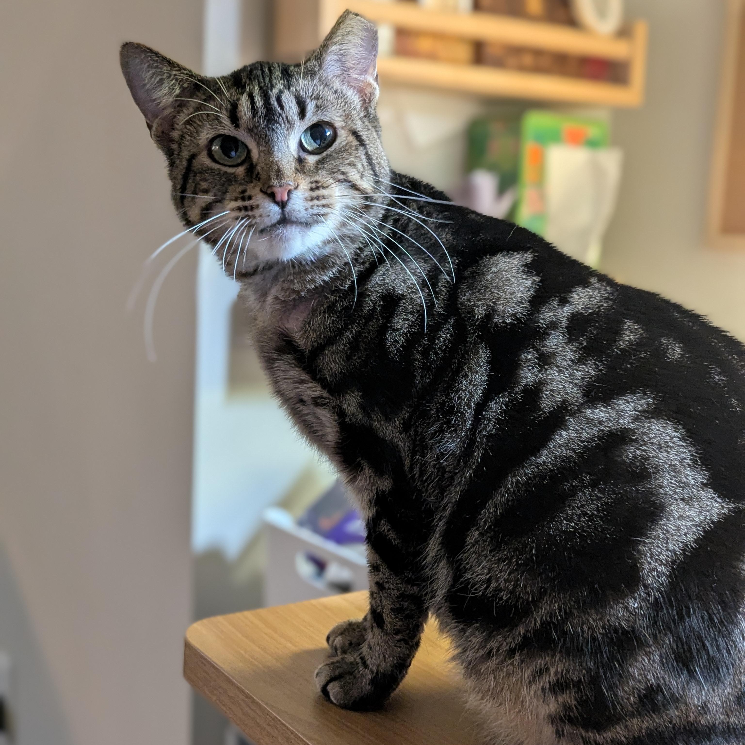 Enlarge Emily (made for love), a ADOPTABLE Domestic Short Hair in Atlanta, GA image 5/6