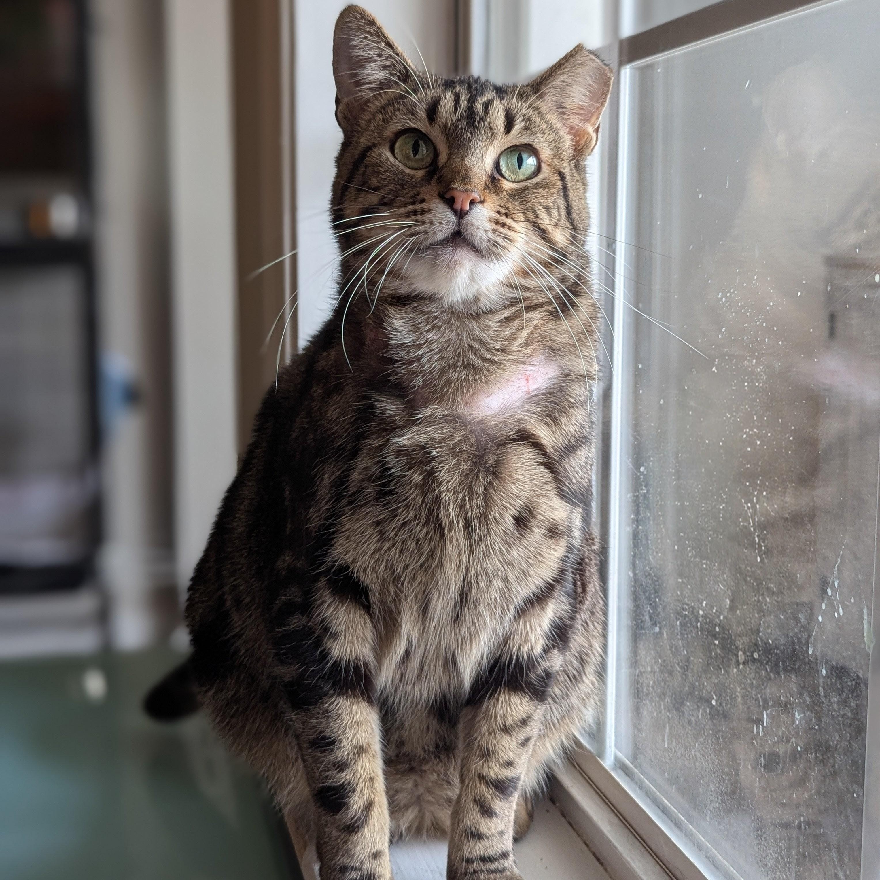 Emily (made for love), a ADOPTABLE Domestic Short Hair in Atlanta, GA image 5/6