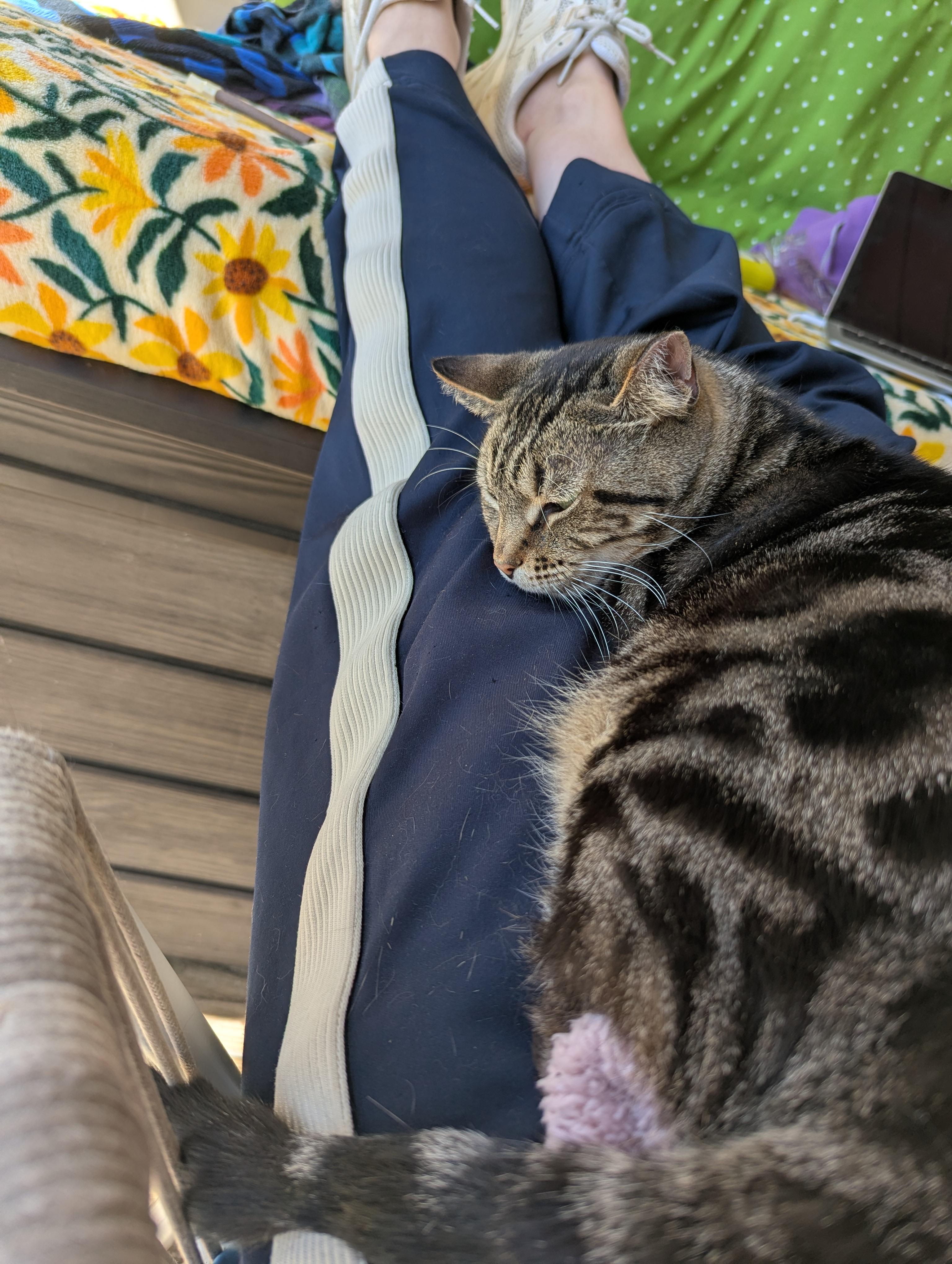 Emily (made for love), a ADOPTABLE Domestic Short Hair in Atlanta, GA image 6/6