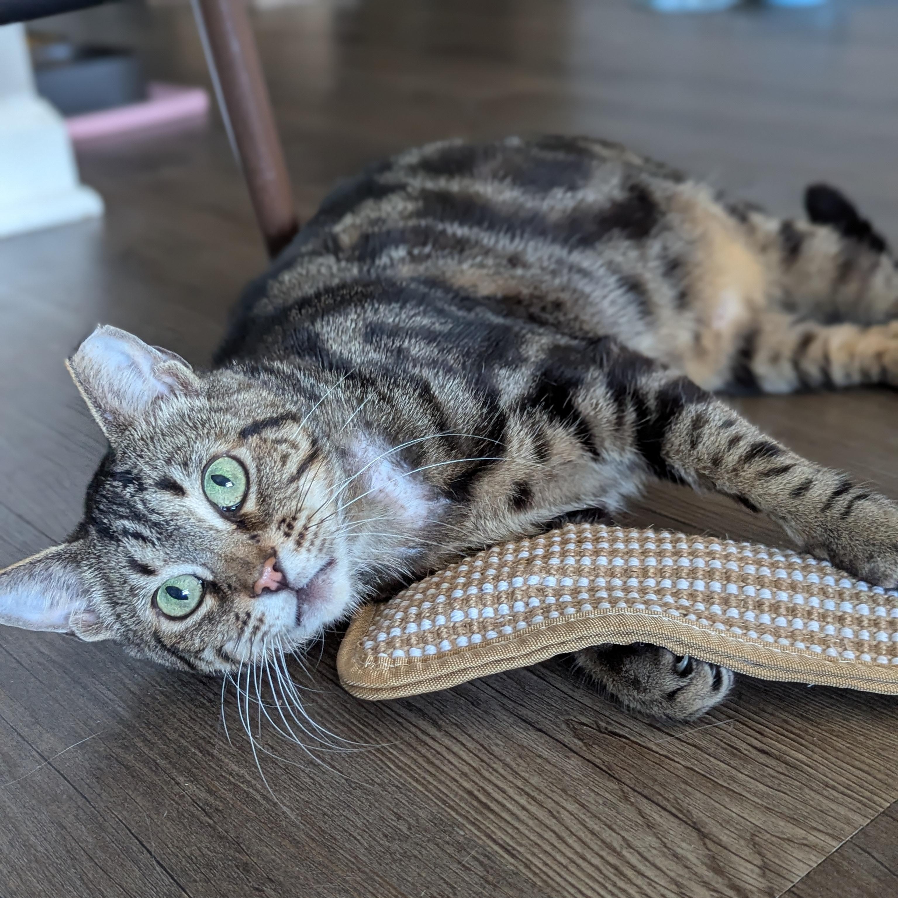 Emily (made for love), a ADOPTABLE Domestic Short Hair in Atlanta, GA image 4/6