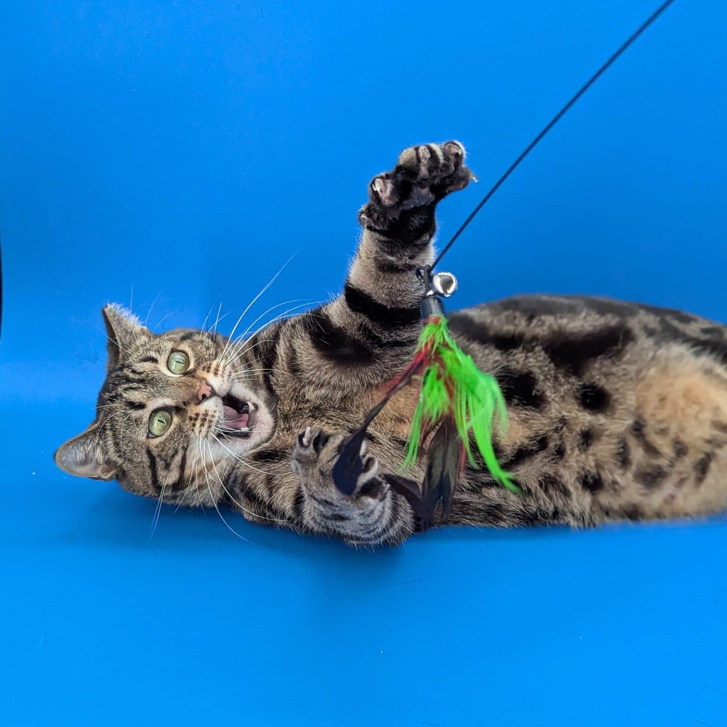 Enlarge Emily (made for love), a ADOPTABLE Domestic Short Hair in Atlanta, GA image 2/6