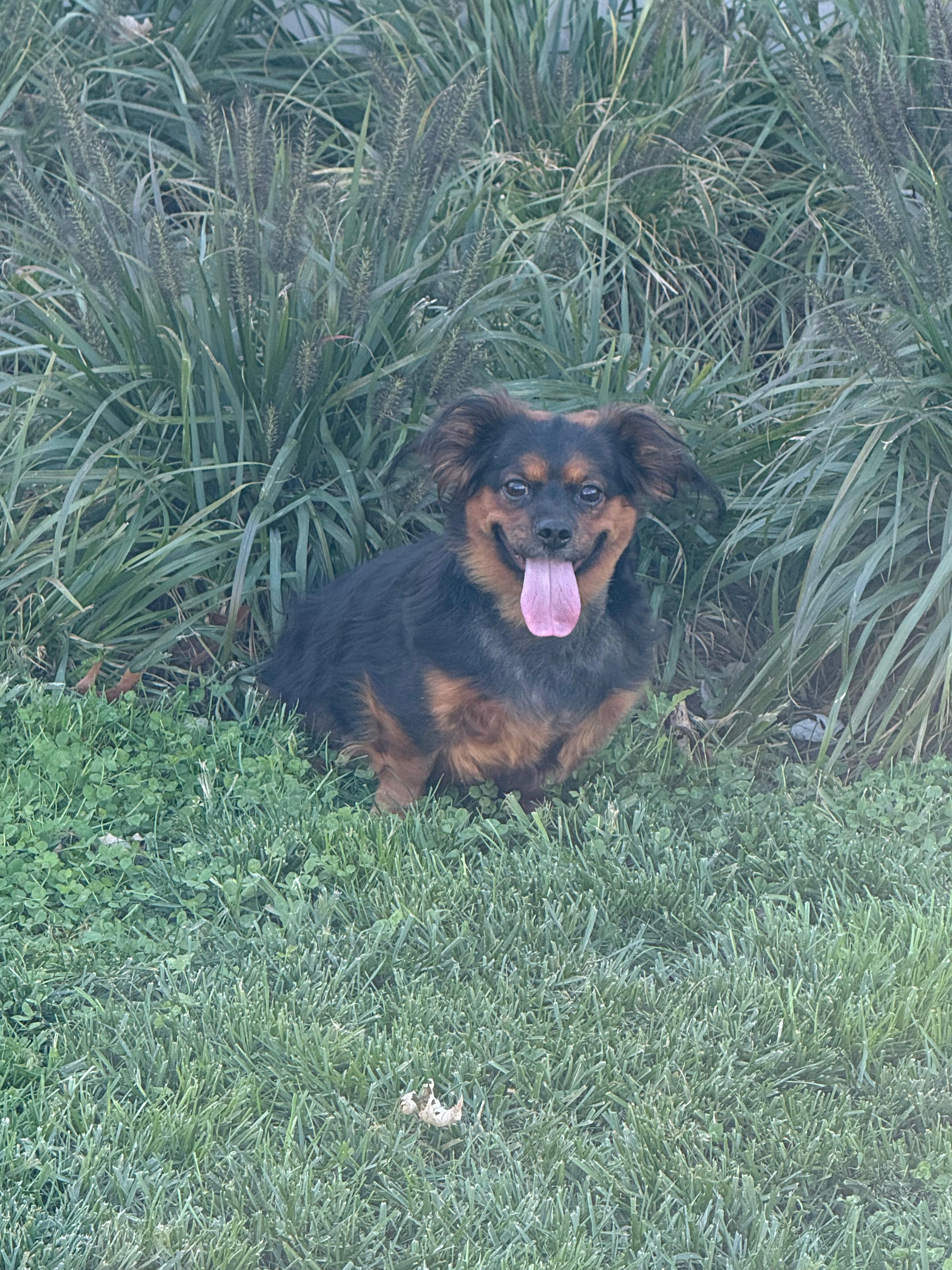 Bunny, Adoptable, Adult Female Cavalier King Charles Spaniel.