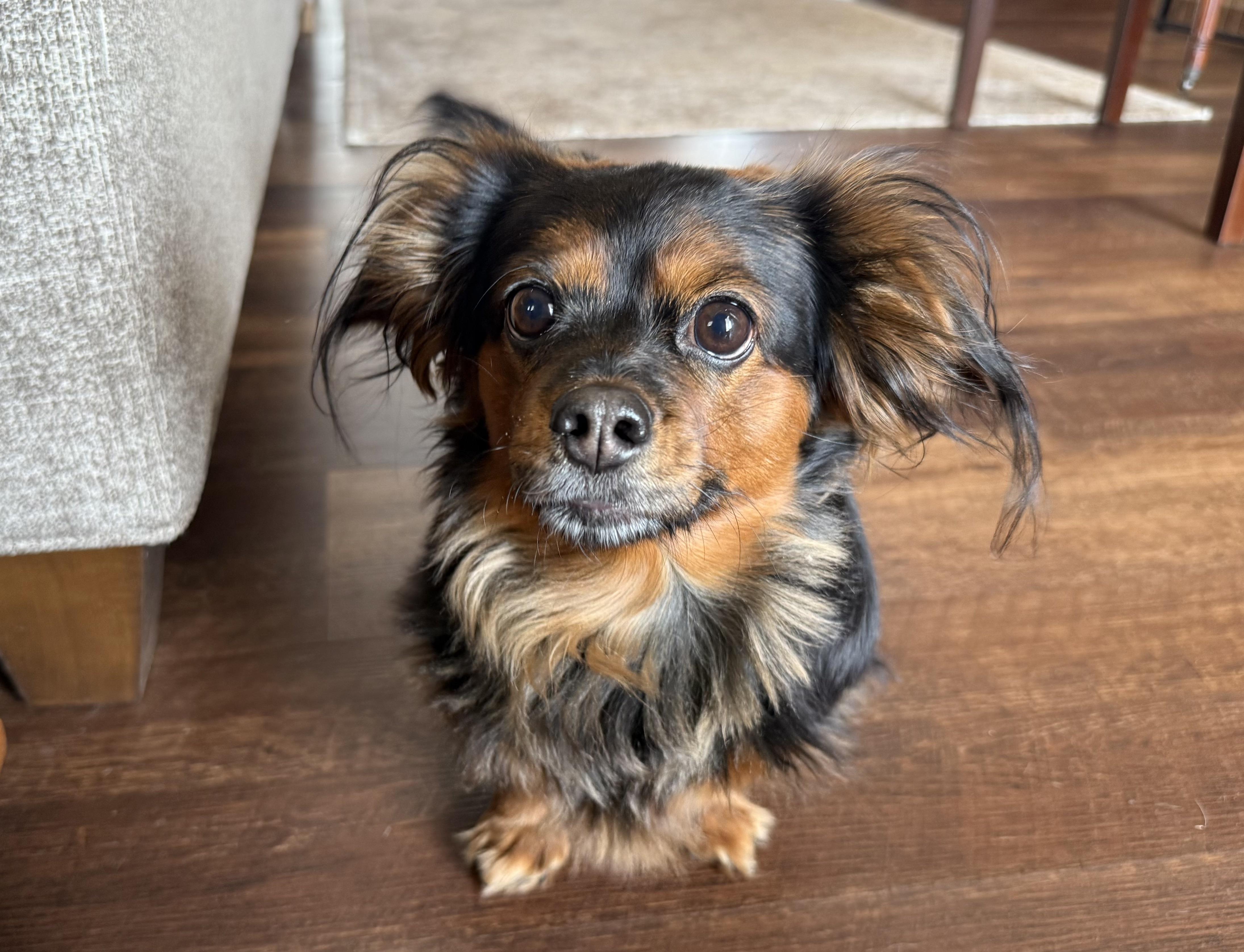 Bunny, Adoptable, Adult Female Cavalier King Charles Spaniel & Dachshund.