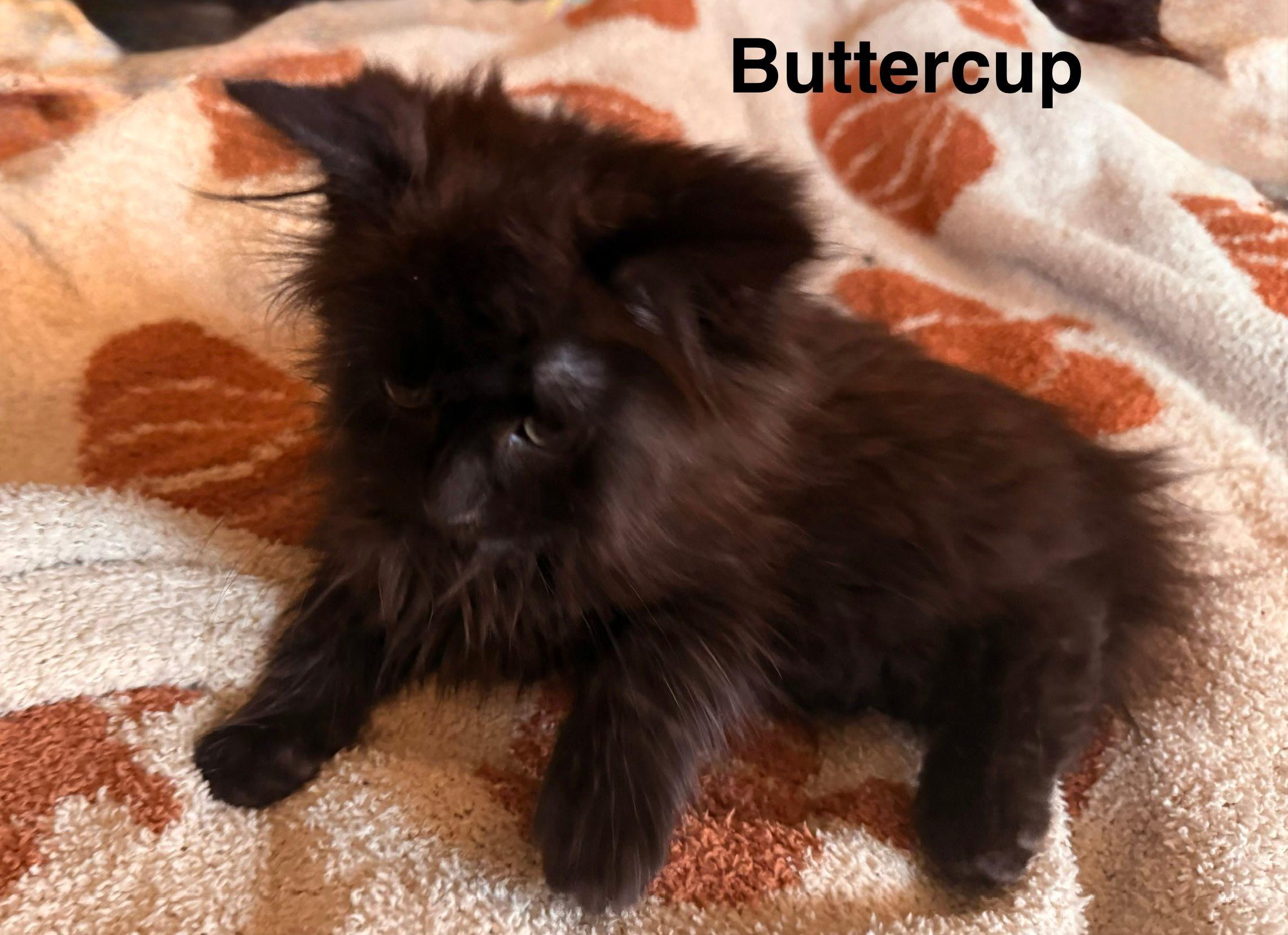 Enlarge Buttercup, an adopted Domestic Short Hair in Carneys Point, NJ image 1/1