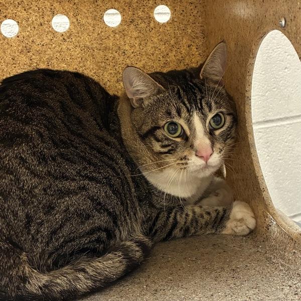 Bronze (mcas), Adoptable, Adult Male Domestic Short Hair.
