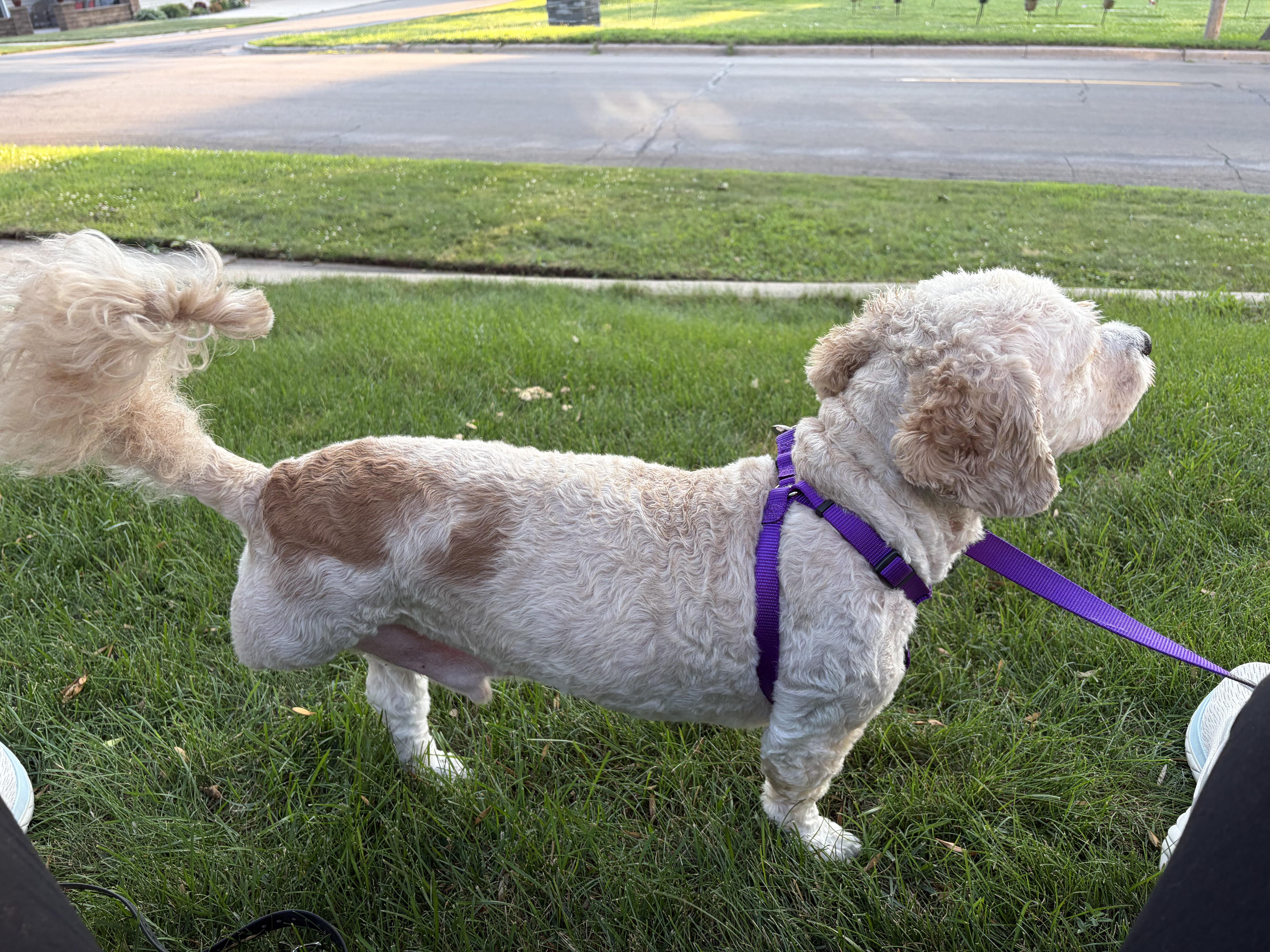 Enlarge Kody - MN, a Adoptable Cockapoo in Albert Lea, MN image 2/3