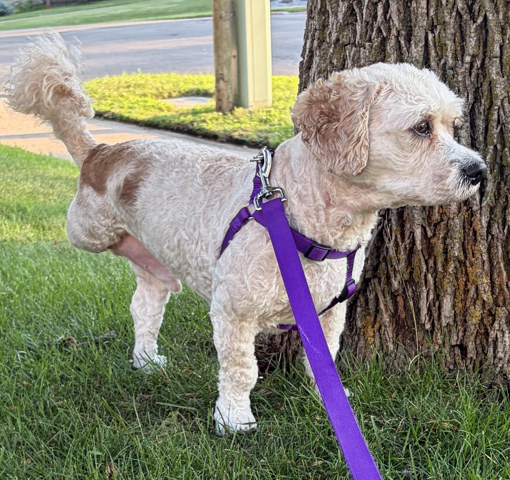 Enlarge Kody - MN, a Adoptable Cockapoo in Albert Lea, MN image 3/3