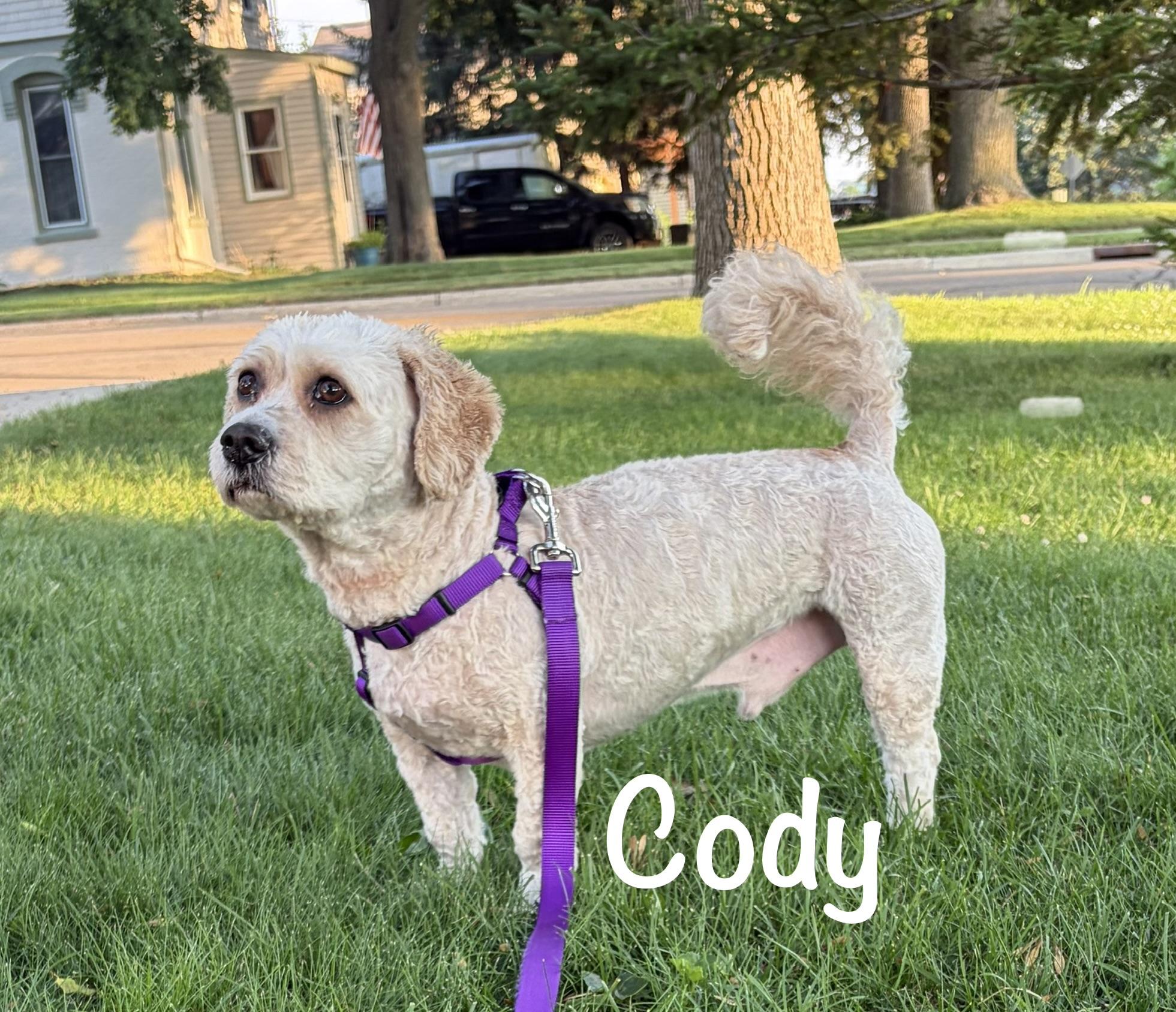 Kody - MN, Adoptable, Senior Male Cockapoo.