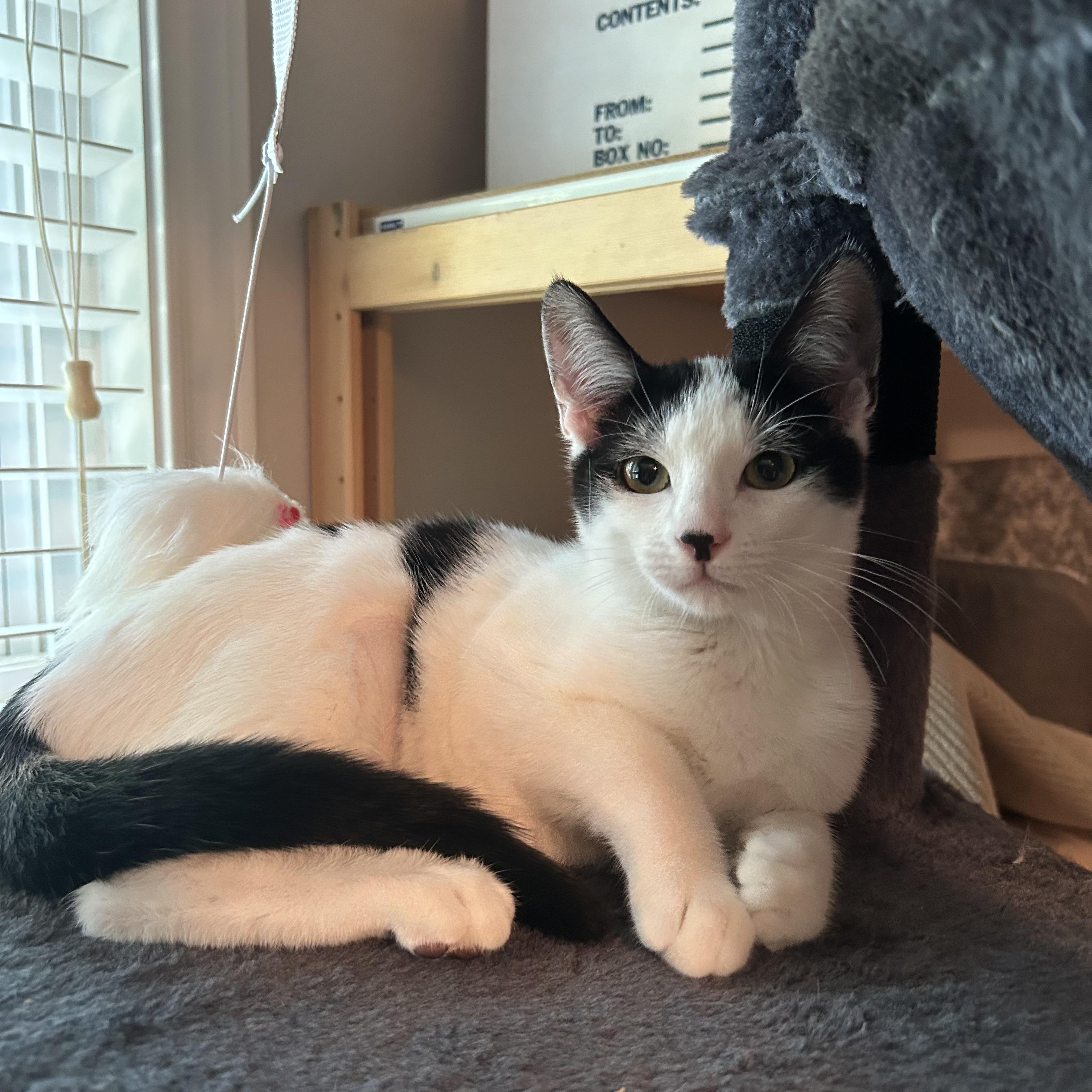 Enlarge Gretta, a Adoptable Domestic Short Hair in Houston, TX image 2/6