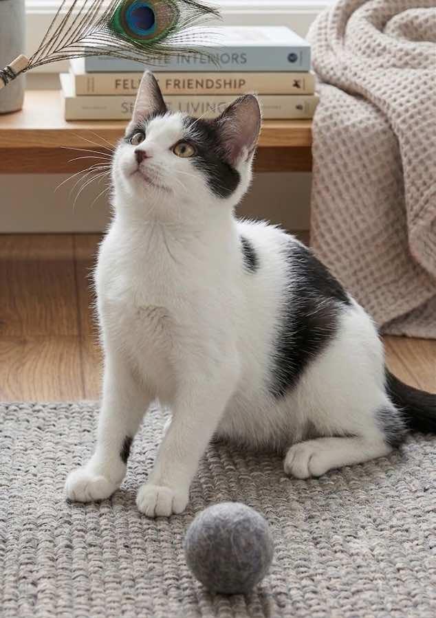Enlarge Gretta, a Adoptable Domestic Short Hair in Houston, TX image 3/6