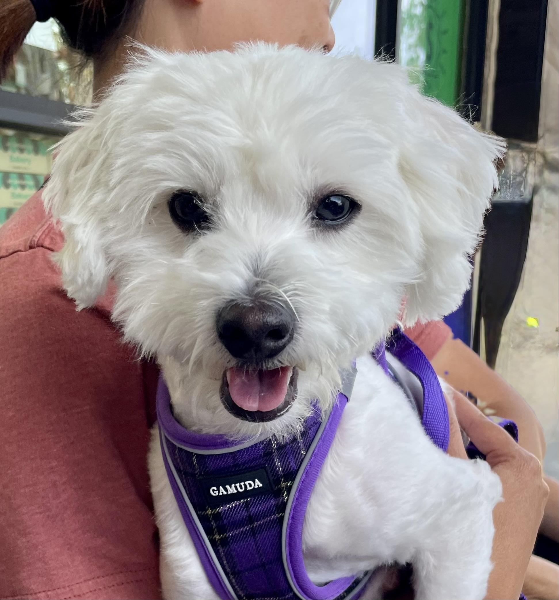 Archie #553, a Adoptable mixed breed in Placentia, CA image 1/4