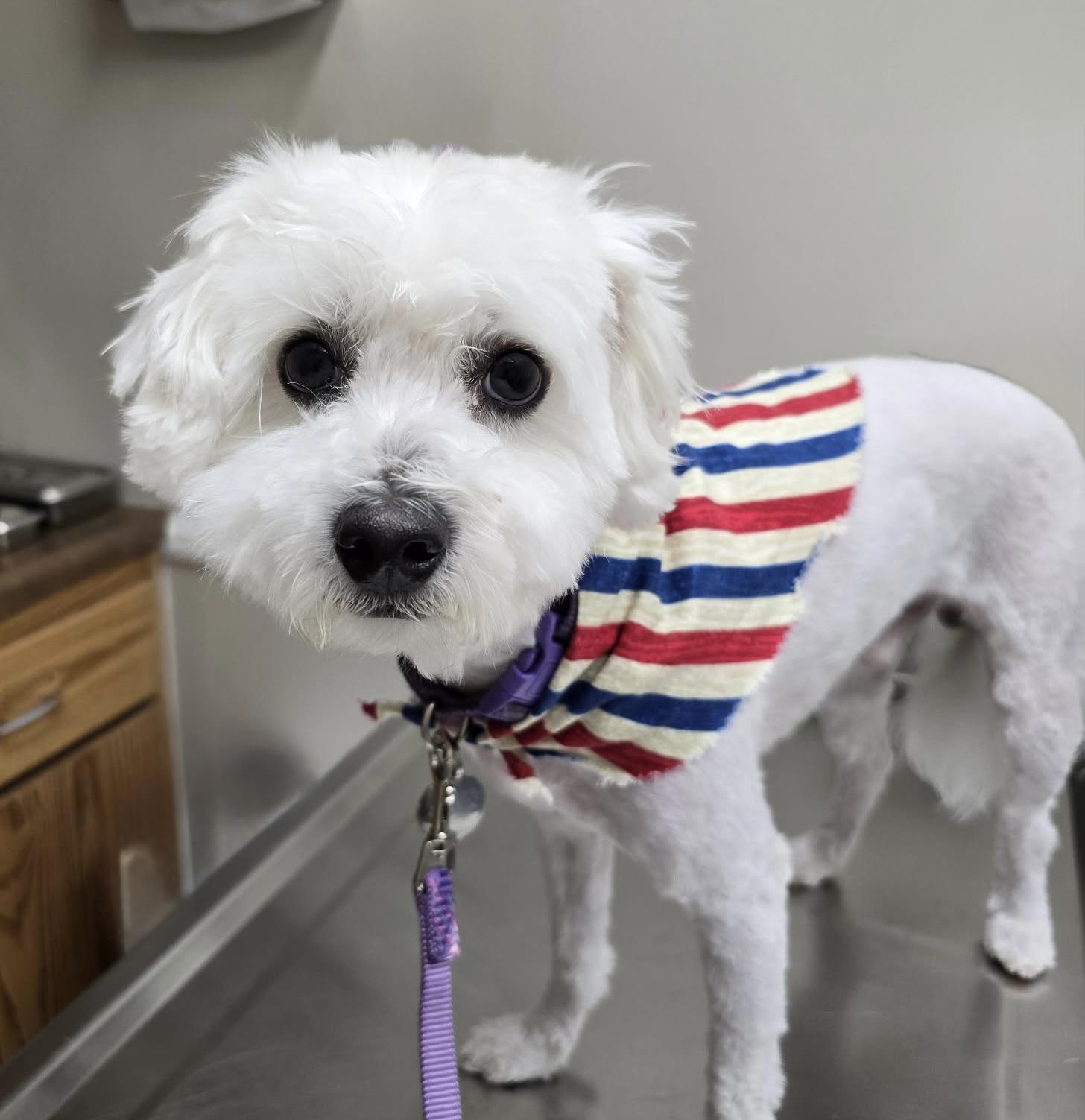 Archie #553, a Adoptable mixed breed in Placentia, CA image 2/4