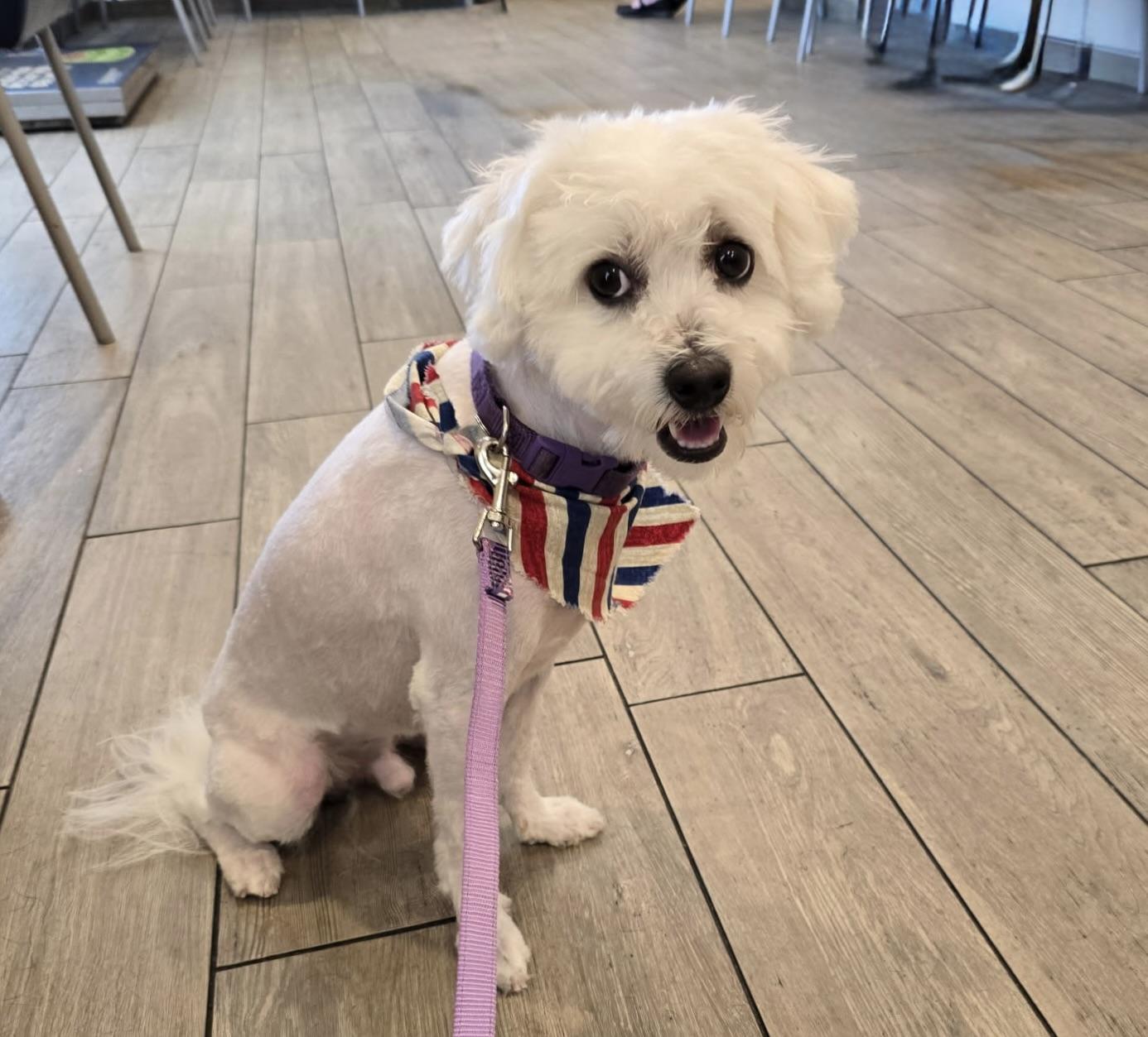 Archie #553, a Adoptable mixed breed in Placentia, CA image 3/4