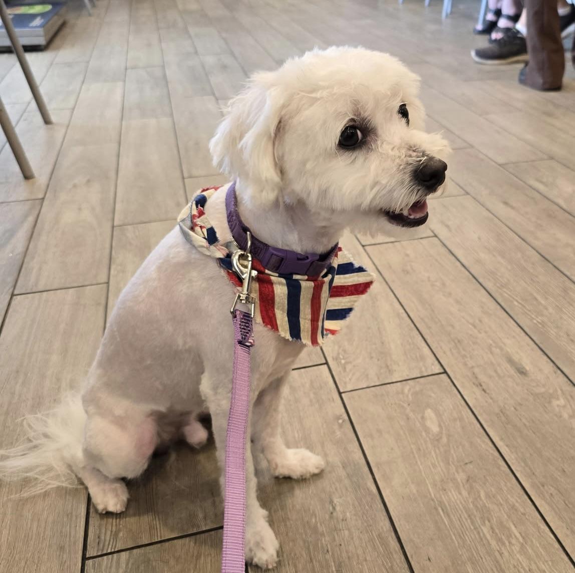 Archie #553, a Adoptable mixed breed in Placentia, CA image 4/4
