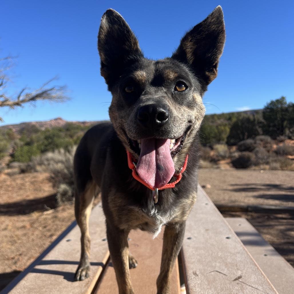 Enlarge Posey, a Adoptable Mixed Breed in Moab, UT image 6/6