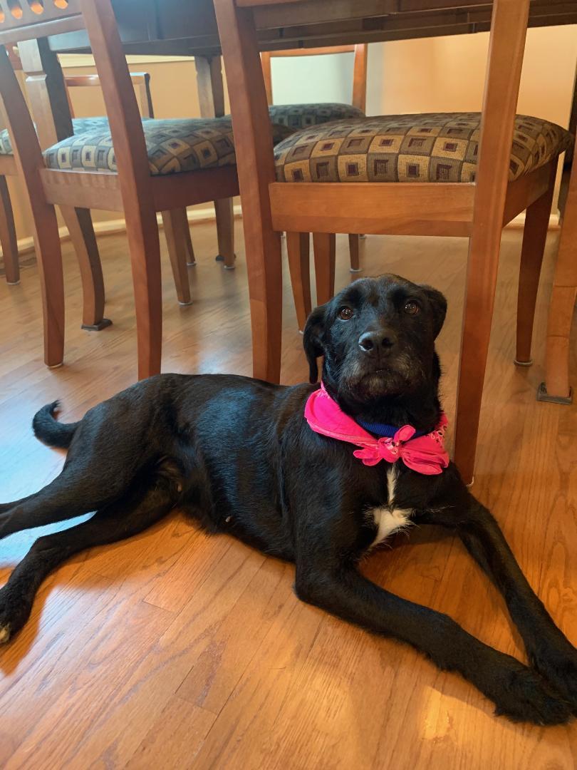 Enlarge Shadow, a Adoptable mixed breed in Doylestown, PA image 1/3