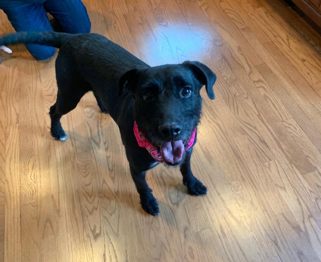 Enlarge Shadow, a Adoptable mixed breed in Doylestown, PA image 2/3