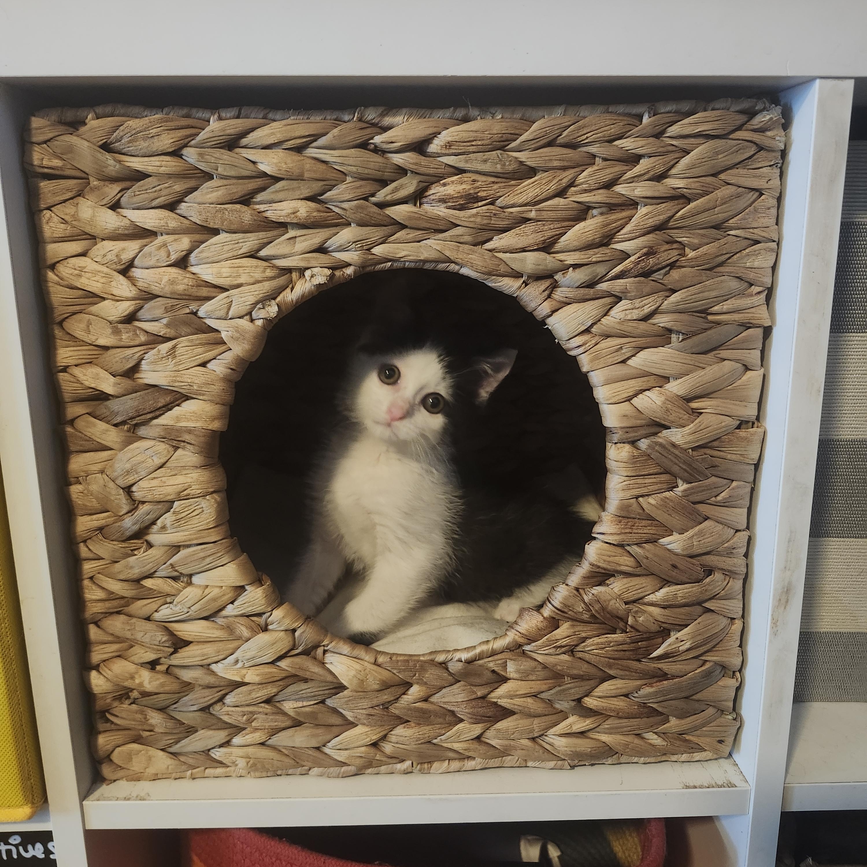 Shavasana, a Adoptable mixed breed in Jupiter, FL image 3/3