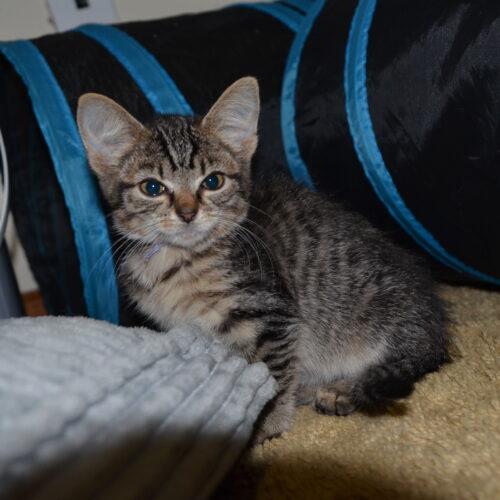 Oakley, Adoptable, Kitten Female Domestic Short Hair.