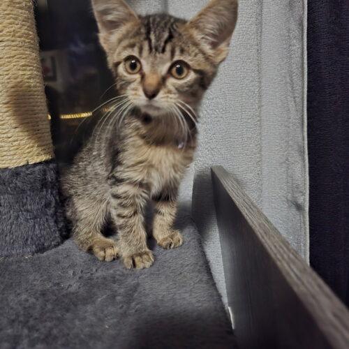 Oakley, a Adoptable Domestic Short Hair in Canal Winchester, OH image 3/6