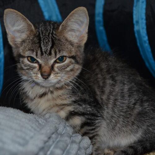 Oakley, a Adoptable Domestic Short Hair in Canal Winchester, OH image 4/6