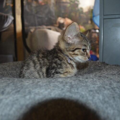 Oakley, a Adoptable Domestic Short Hair in Canal Winchester, OH image 5/6