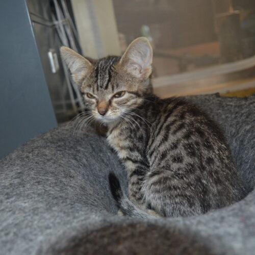 Oakley, a Adoptable Domestic Short Hair in Canal Winchester, OH image 6/6