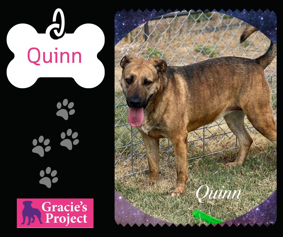 Quinn, an adoptable Black Mouth Cur in Canyon, TX, 79015 | Photo Image 1