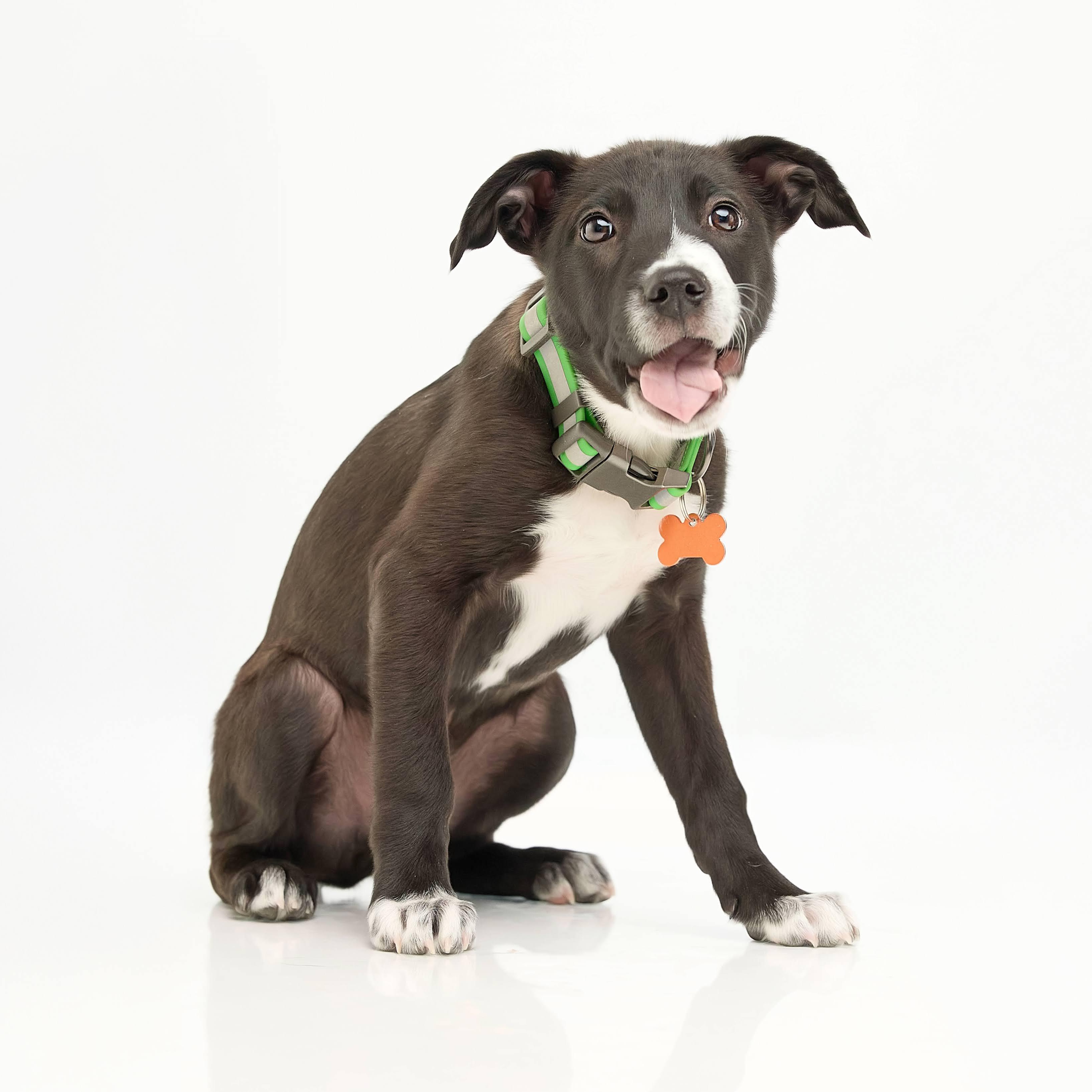 Janco — thumbnail 3