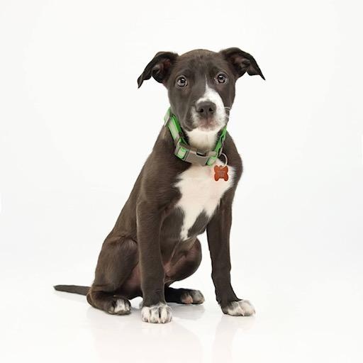 Janco — thumbnail 5