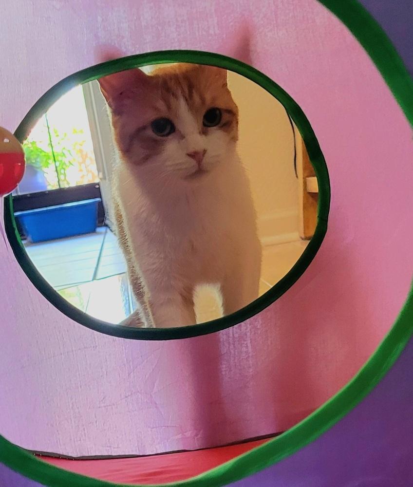 Sorbet, Adoptable, Adult Female Domestic Short Hair.