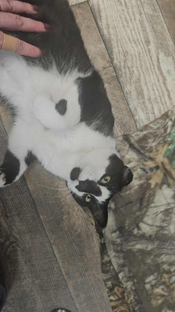 Enlarge Joey, a Adoptable mixed breed in Shell Lake, WI image 3/5