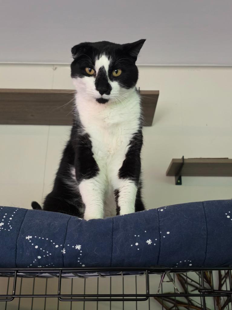 Enlarge Joey, a Adoptable mixed breed in Shell Lake, WI image 1/5