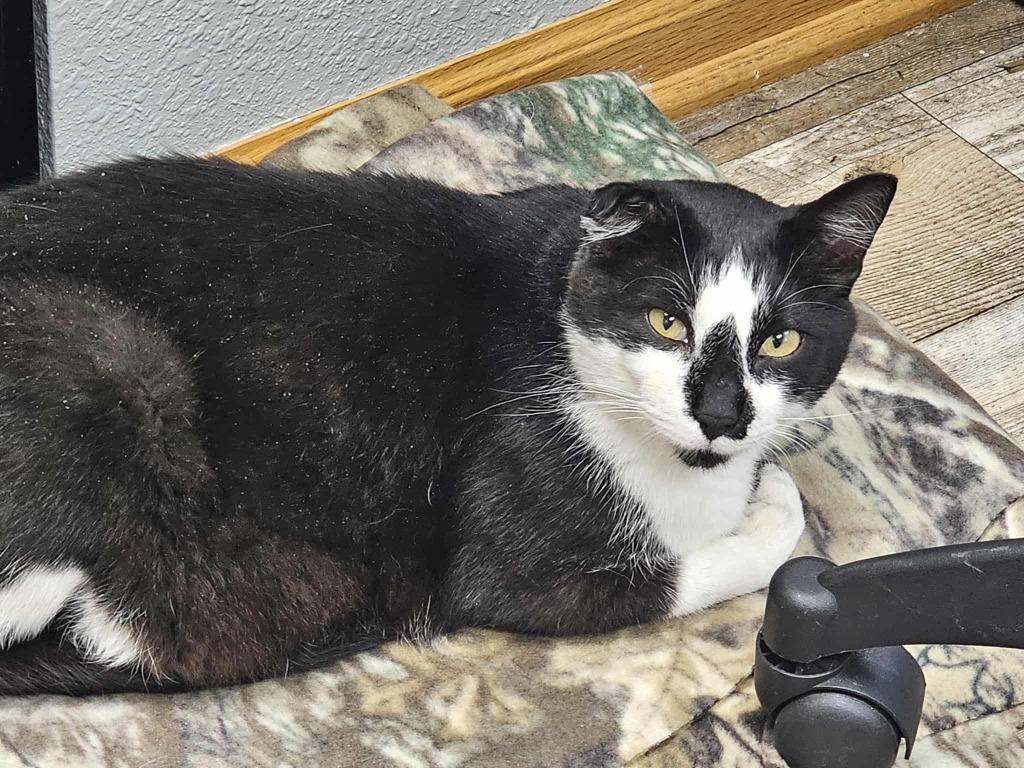 Enlarge Joey, a Adoptable mixed breed in Shell Lake, WI image 3/5