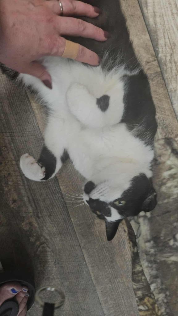 Enlarge Joey, a Adoptable mixed breed in Shell Lake, WI image 4/5