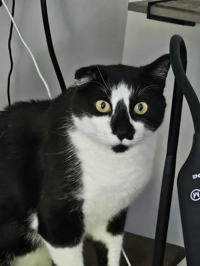 Enlarge Joey, a Adoptable mixed breed in Shell Lake, WI image 5/5