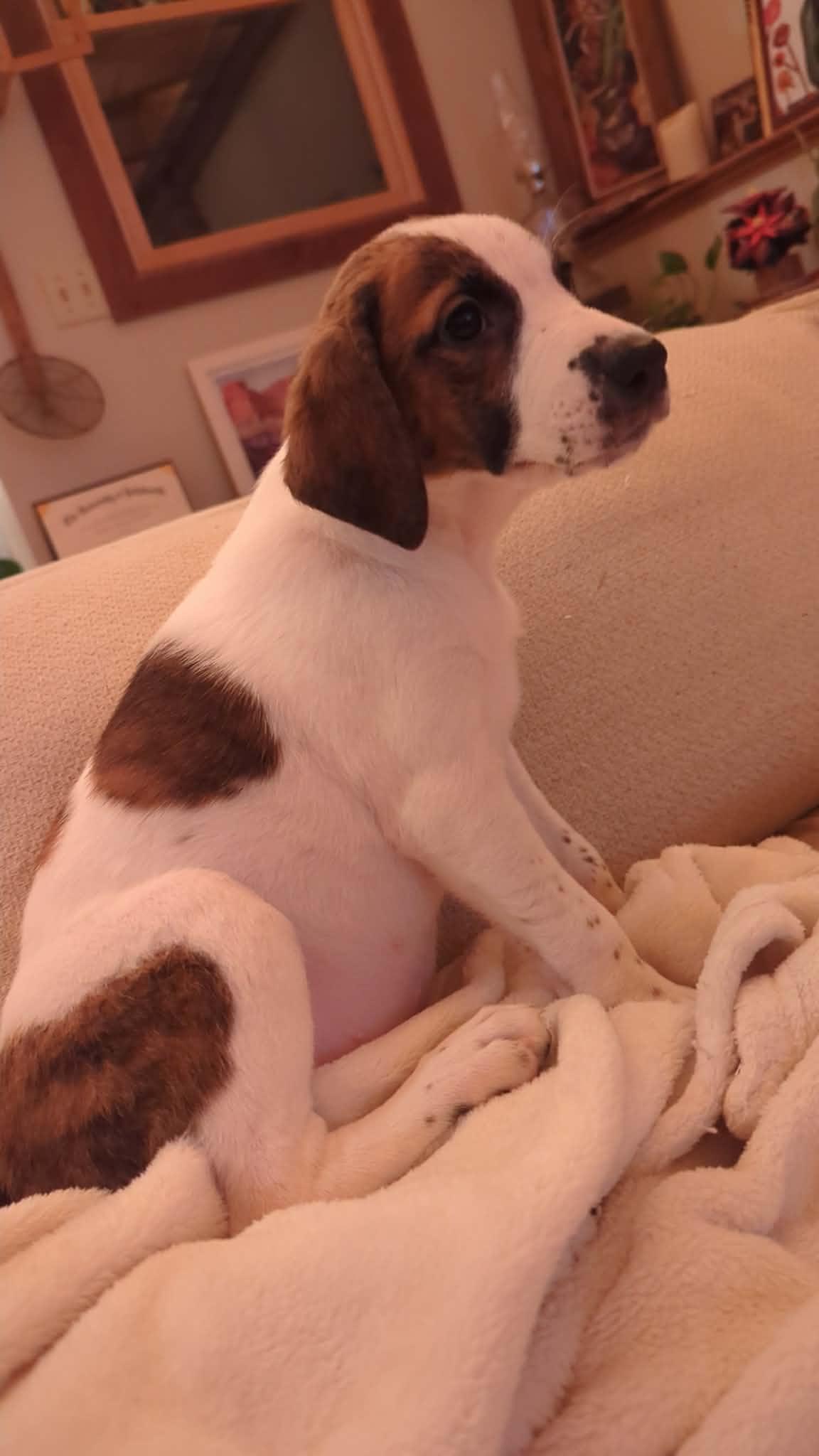 Freya, a Adoptable mixed breed in Mechanicsburg, PA image 1/2