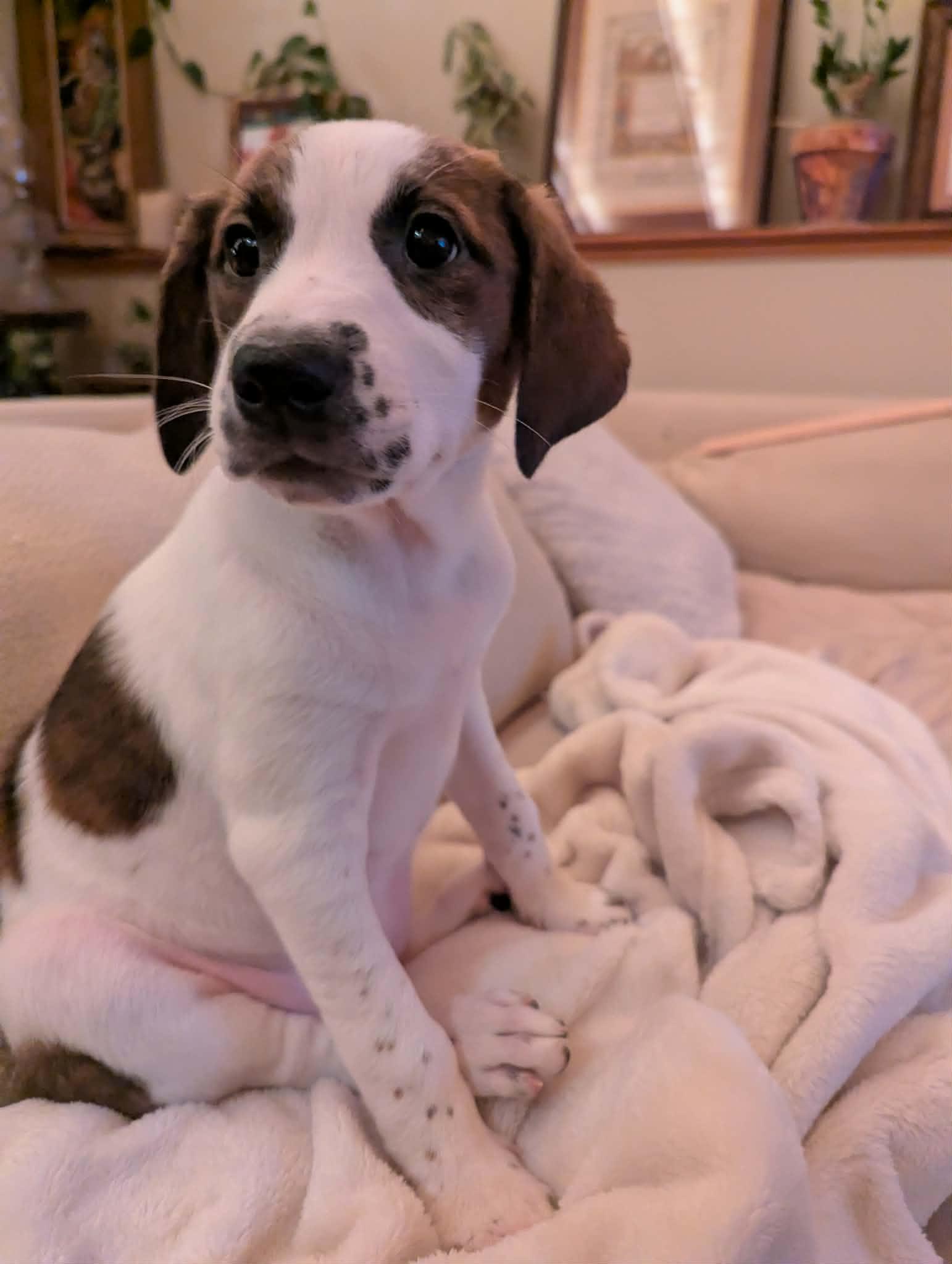 Freya, a Adoptable mixed breed in Mechanicsburg, PA image 2/2