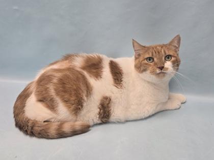 Elsa, Adoptable, Adult Female Domestic Short Hair.