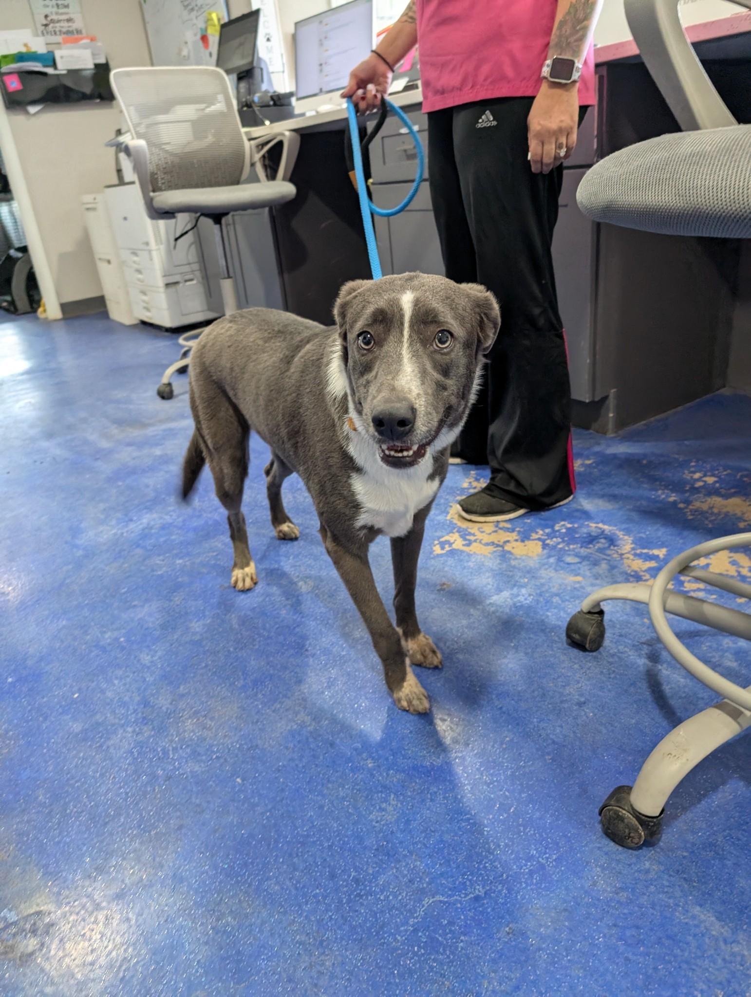 Twinkle, a Adoptable mixed breed in Anderson, TX image 1/2