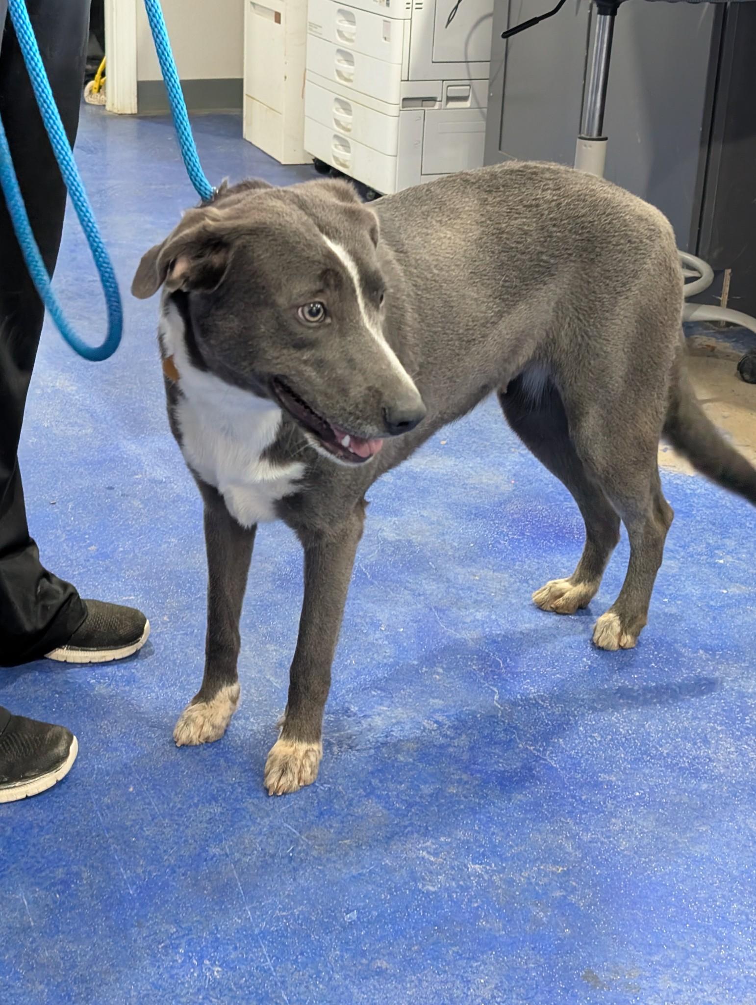 Twinkle, a Adoptable mixed breed in Anderson, TX image 2/2