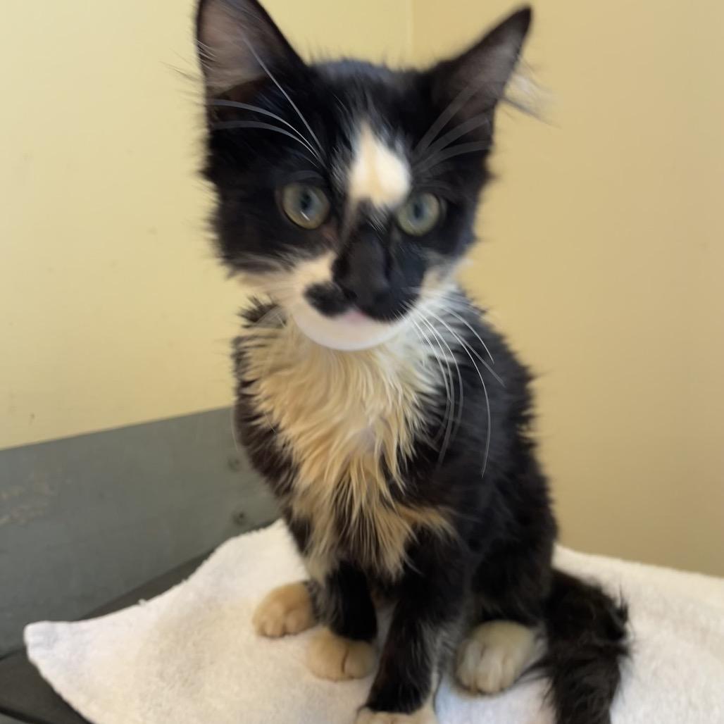 Big Dawg, Adoptable, Kitten Male Domestic Medium Hair.