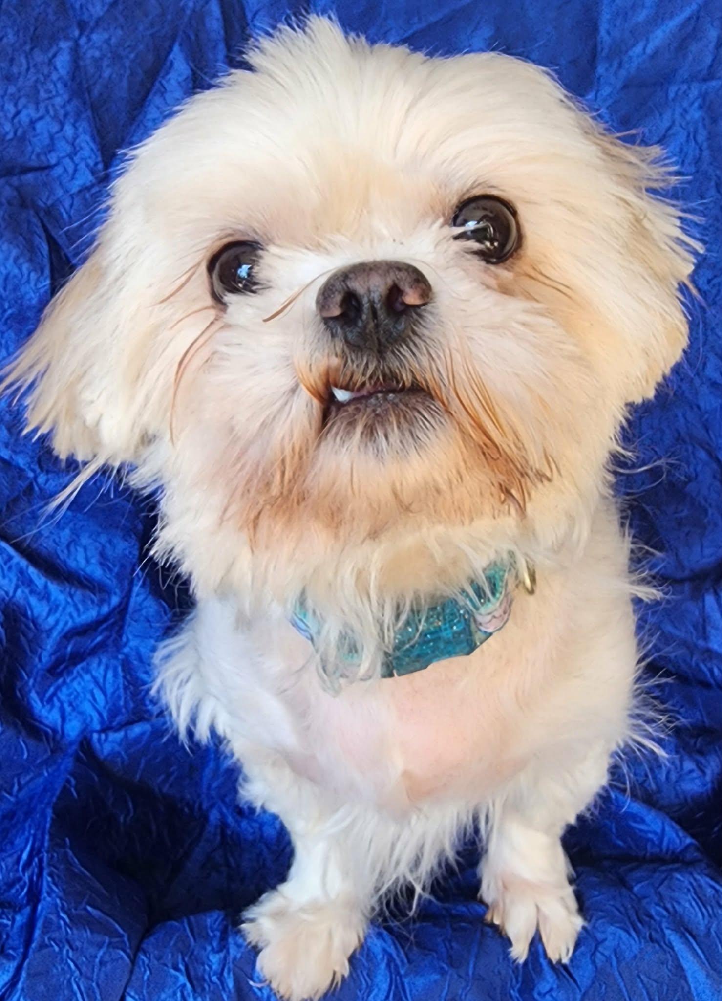Molly, Adopted, Young Female Maltese & Lhasa Apso.