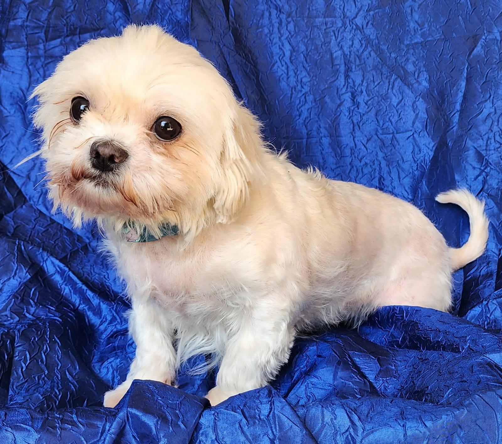Enlarge Molly, a Adopted mixed breed in Cuba, NY image 2/3