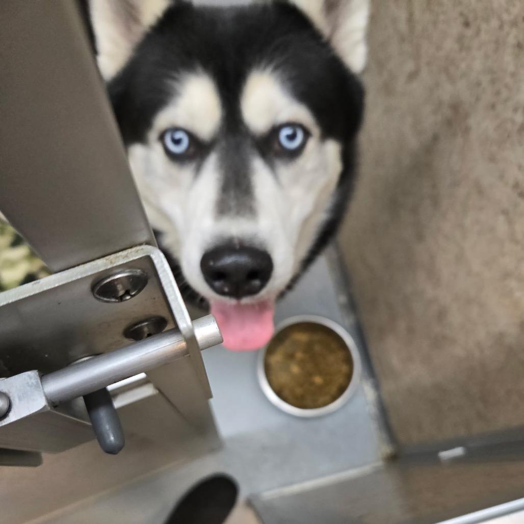 Enlarge Max, a Adoptable Husky in Pennsville, NJ image 1/1