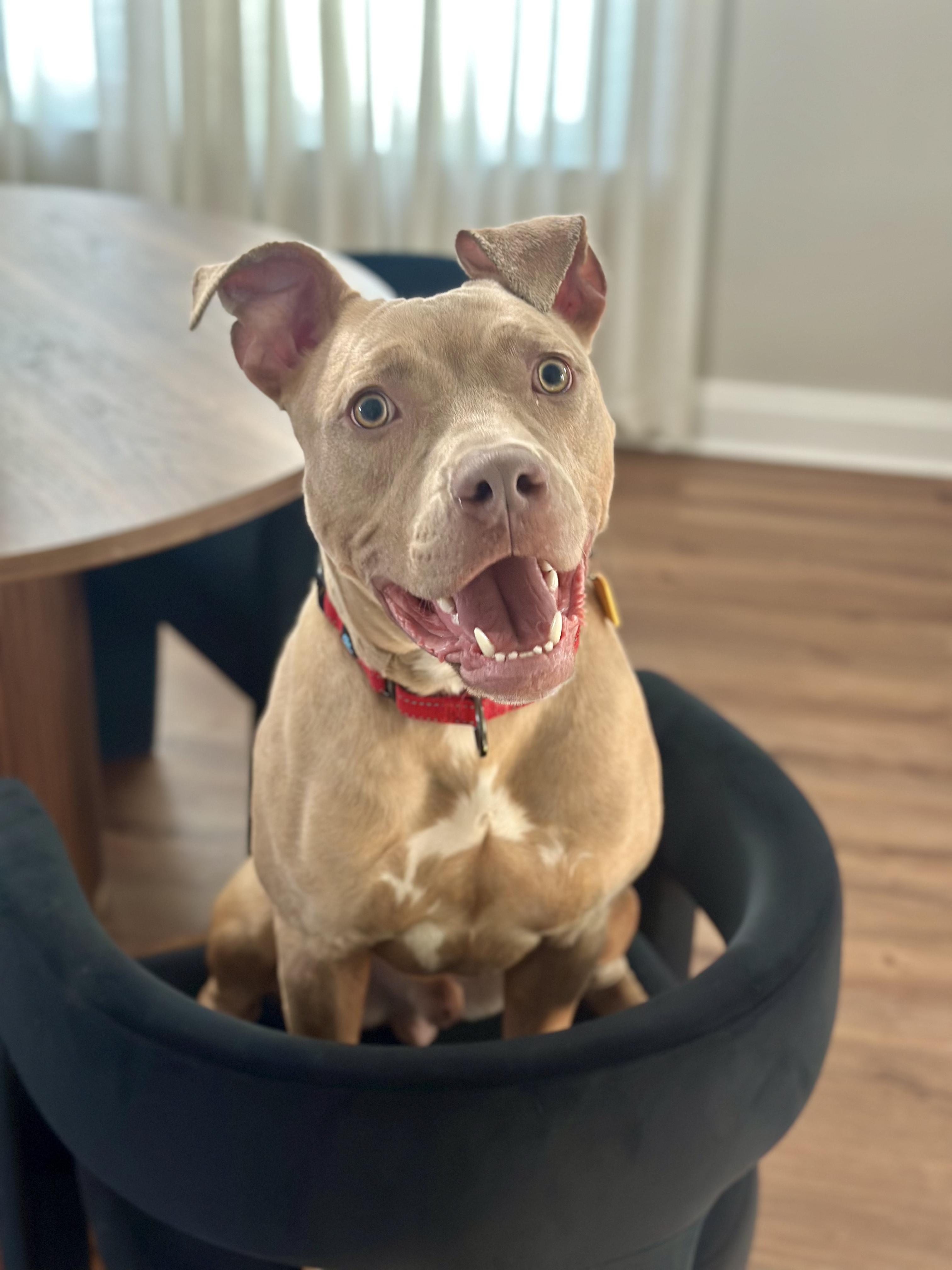 Marv, an adopted mixed breed in Cleveland, OH image 2/6