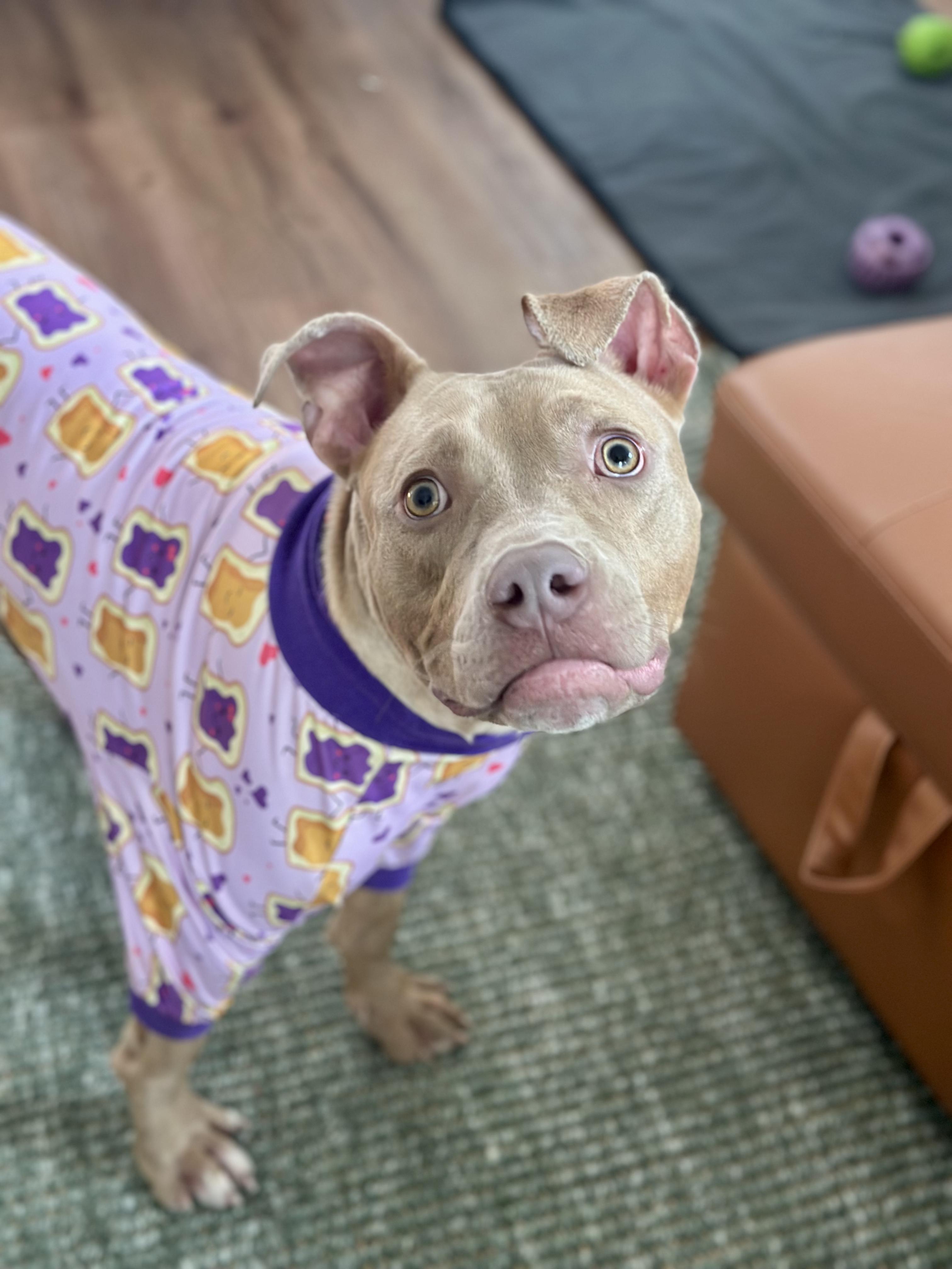 Marv, an adopted mixed breed in Cleveland, OH image 6/6