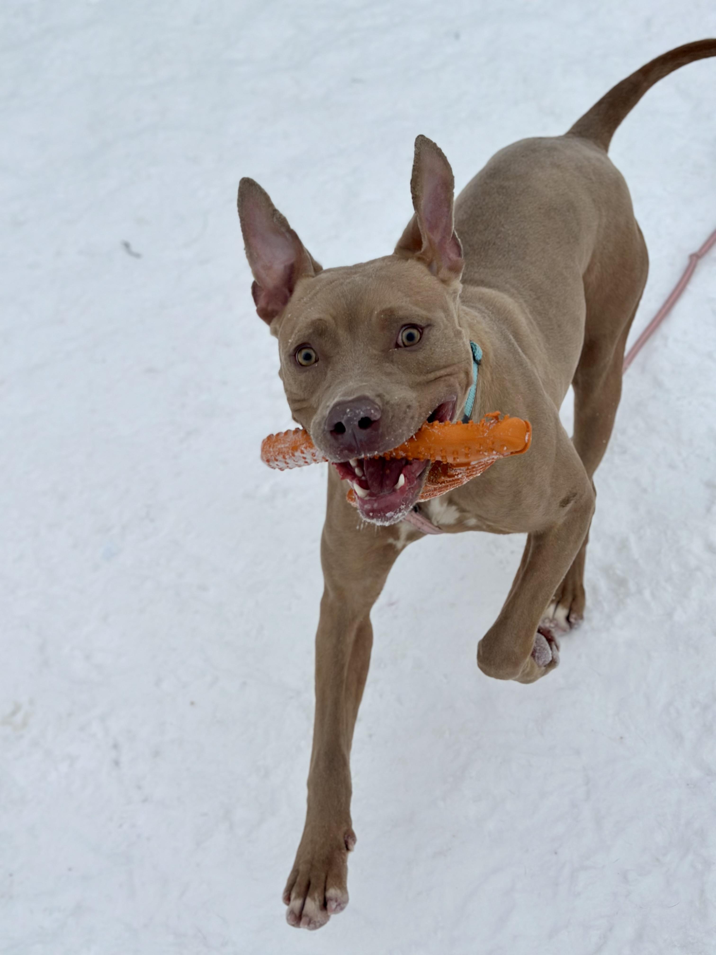 Marv, an adopted mixed breed in Cleveland, OH image 3/6