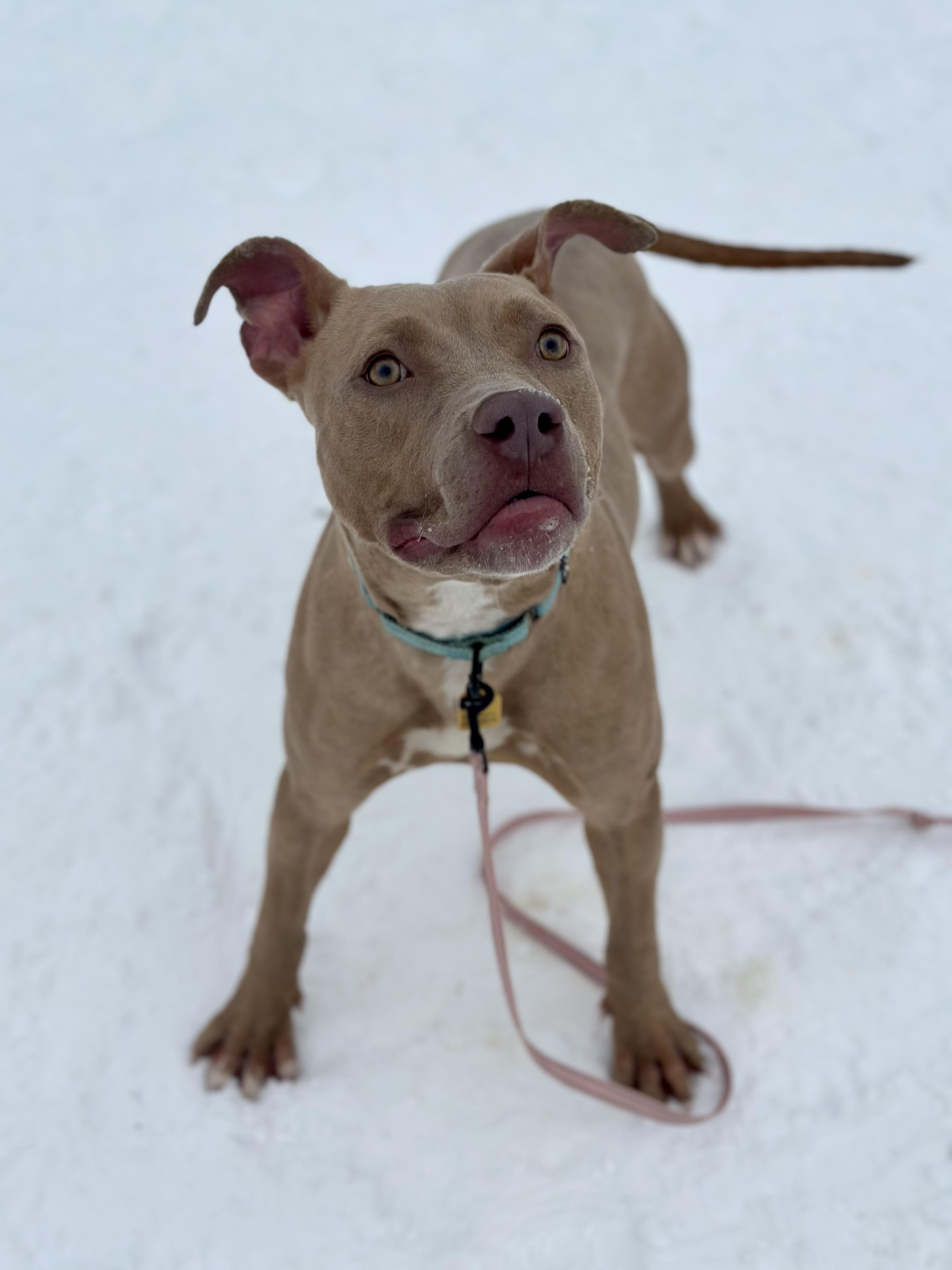 Marv, an adopted mixed breed in Cleveland, OH image 5/6