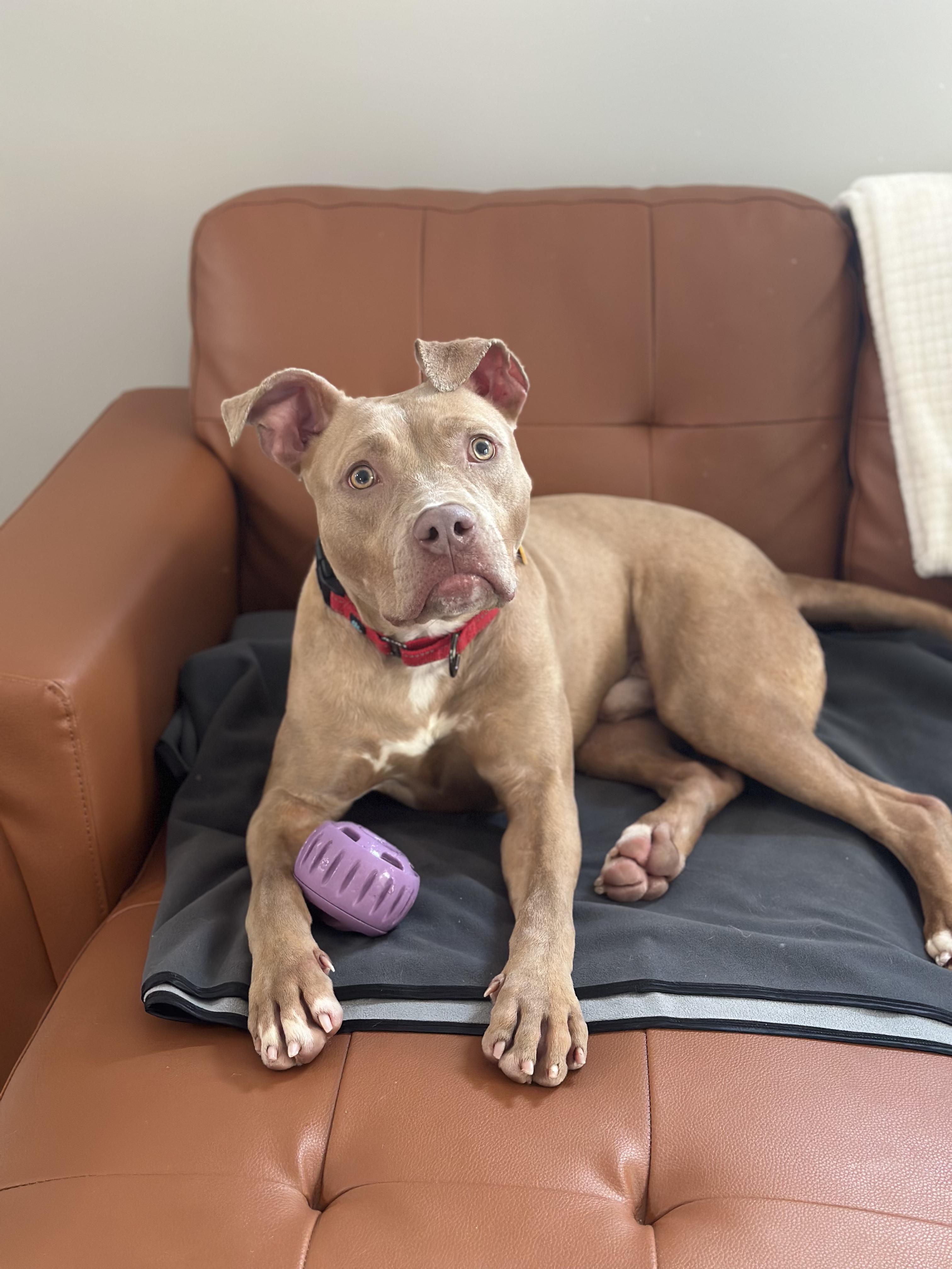 Marv, an adopted mixed breed in Cleveland, OH image 1/6